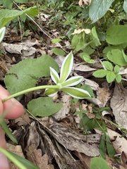 Ornithogalum woronowii, photograph (c) Екатерина Кравцова, some rights reserved (CC BY)