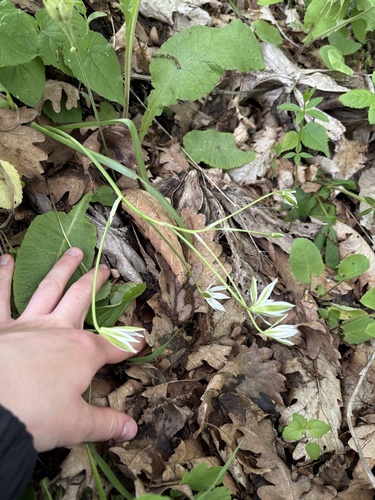 Ornithogalum woronowii, photograph 3