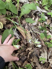 Ornithogalum woronowii, photograph (c) Екатерина Кравцова, some rights reserved (CC BY)