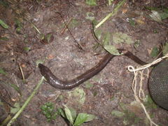 Ophisternon aenigmaticum