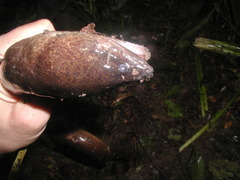 Ophisternon aenigmaticum