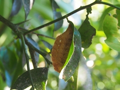 Megalopyge dyari