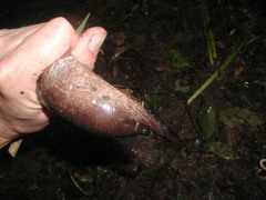 Ophisternon aenigmaticum