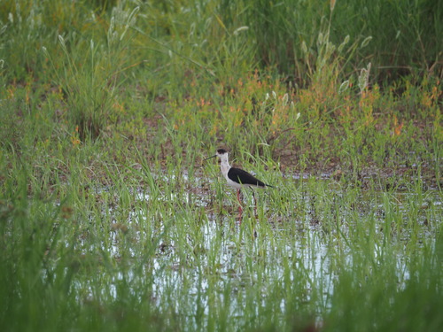 iNaturalist: (c) lamproskourkoulis, some rights reserved (CC BY-NC) iNaturalist image