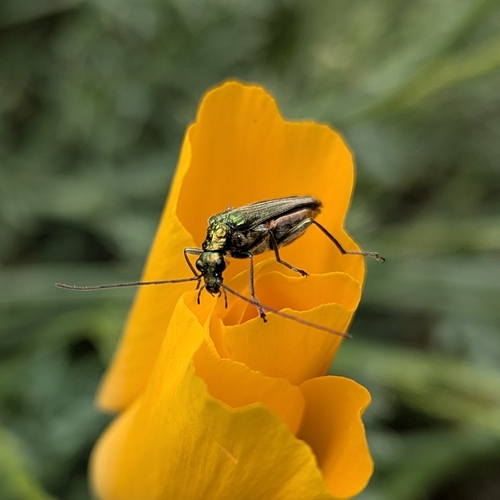 Thick-legged Flower Beetle