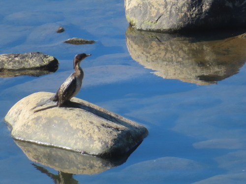 iNaturalist image