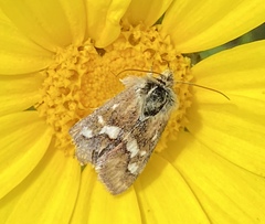 Heliothodes diminutiva