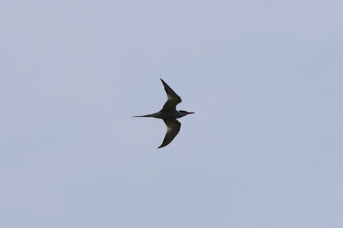 iNaturalist image