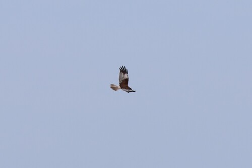 iNaturalist image