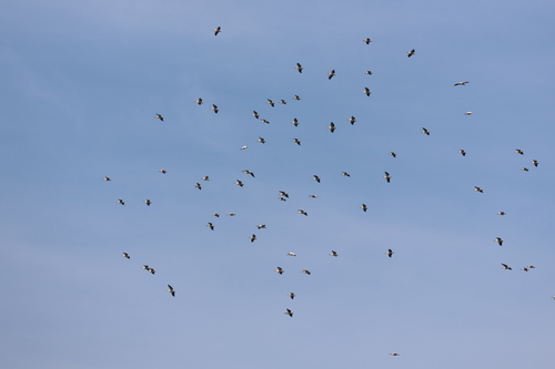 iNaturalist: (c) Cristian Lupu, some rights reserved (CC BY-NC), uploaded by Cristian Lupu iNaturalist image