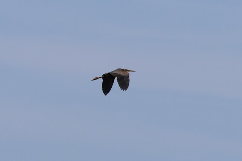 iNaturalist image