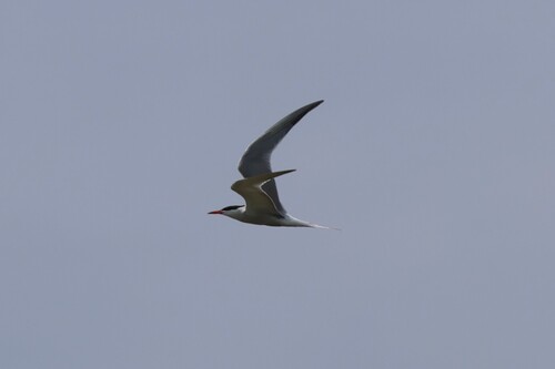 iNaturalist: (c) Cristian Lupu, some rights reserved (CC BY-NC), uploaded by Cristian Lupu iNaturalist image