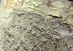 Lecanora pseudargentata