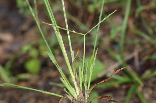 Dimeria ornithopoda observed 2026-06-06