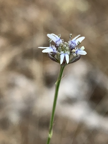 Dwarf Love-in-a-Mist