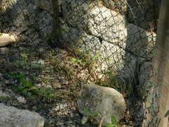 Elaphe quatuorlineata