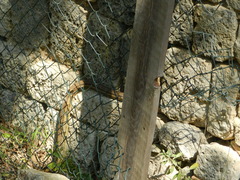 Elaphe quatuorlineata