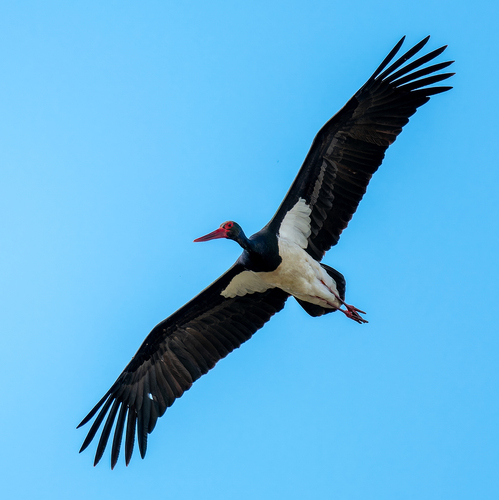iNaturalist image