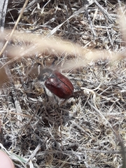 Paracotalpa granicollis