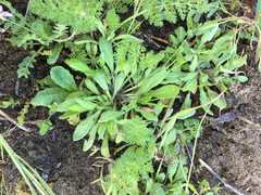 Chorizanthe cuspidata