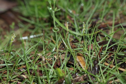 Zoysia pacifica iNat (2)
