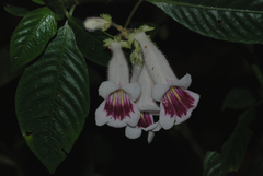 Raphiocarpus evrardii