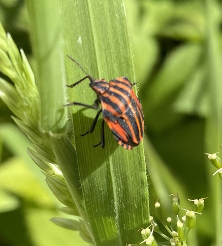 Continental Striped Shield Bug