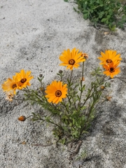 Dimorphotheca sinuata