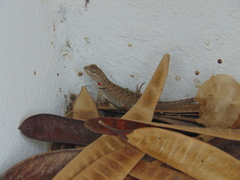 Microlophus occipitalis