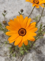 Dimorphotheca sinuata