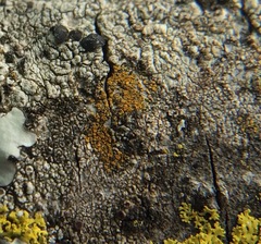 Caloplaca granularis