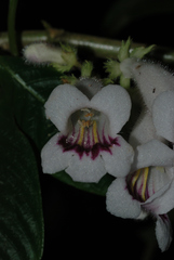 Raphiocarpus evrardii