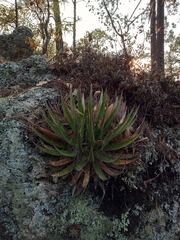 Agave filifera