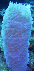 Callyspongia
