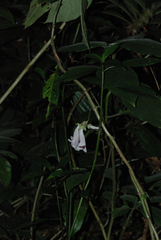 Raphiocarpus evrardii