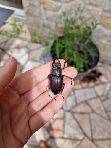 European Stag Beetle
