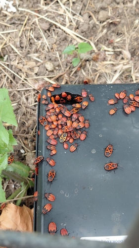European Firebug