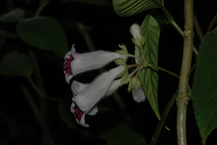 Raphiocarpus evrardii