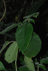 Raphiocarpus evrardii