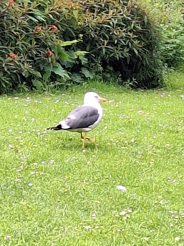 iNaturalist image