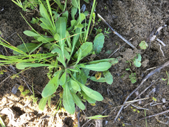 Chorizanthe cuspidata