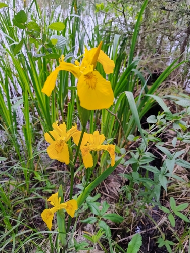 Yellow Iris