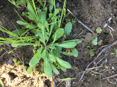 Chorizanthe cuspidata