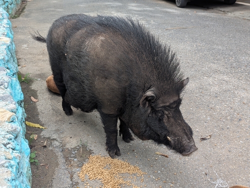 Wild Boar