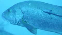 Lutjanus cyanopterus
