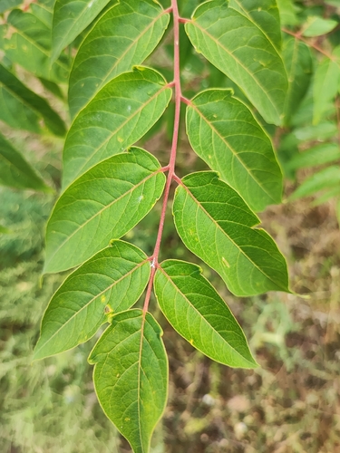 tree-of-heaven