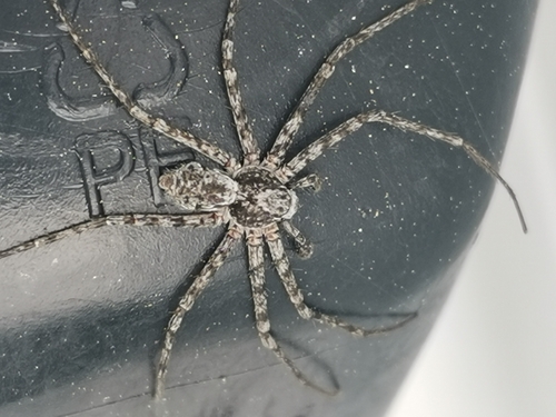 Lichen Running Spider