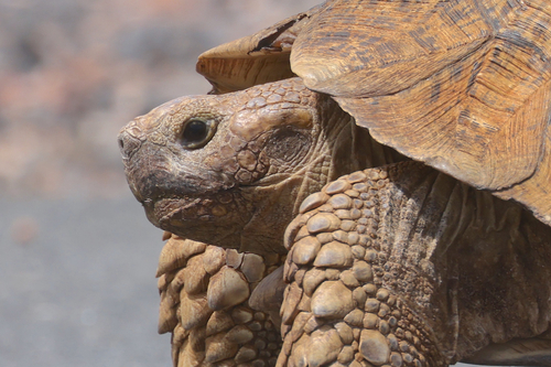 Leopard Tortoise