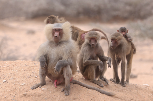 Hamadryas Baboon