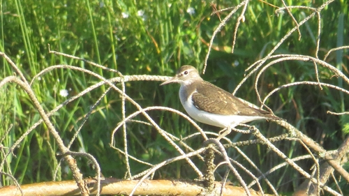 iNaturalist image
